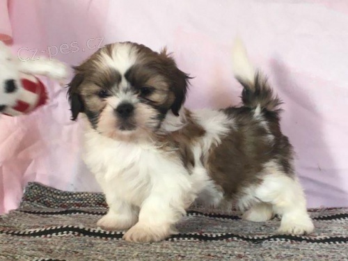 �t��ata Shih Tzu k dispozici