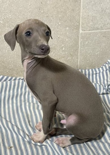 �t��ata italsk�ch chrt� k dispozici