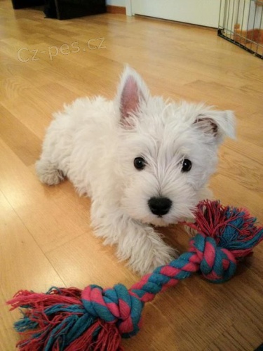 Prod�m mini mini �t��ata West Highland White Terriers