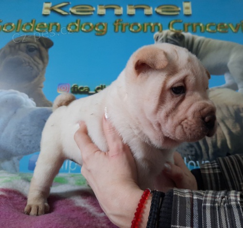 Shar-Pei �t��ata