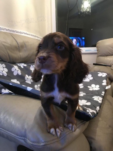 �t��ata kokr�pan�l�.