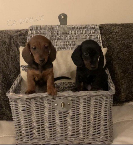 �t��ata jezev��ka.