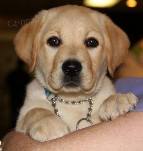 Prod�m zdrav� a kr�sn� �t��ata labradorsk�ho retr�vra pejska a fenky.