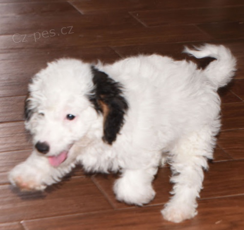 Aussiedoodle �t��ata na prodej