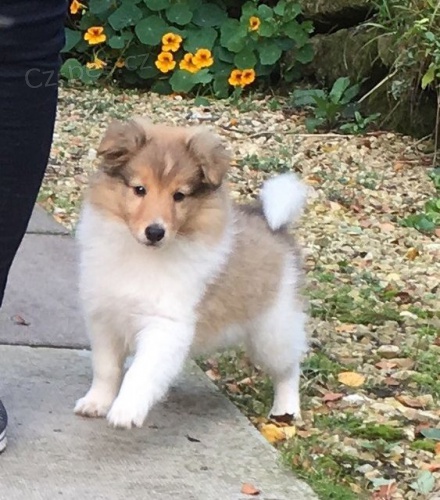 Prod�m �t��ata shetlandsk�ho ov��ka. V�echna �t��ata jsou o�kovan� a od�erven�.