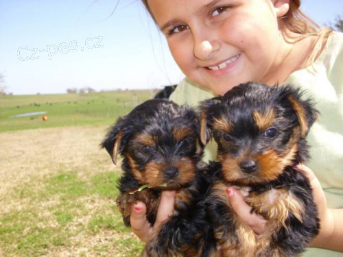 Prod�m roztomil� a kr�sn� miniaturn� �t���tka jork��rsk�ho teri�ra.�t��ata jsou v�echna o�kovan� a zdrav�