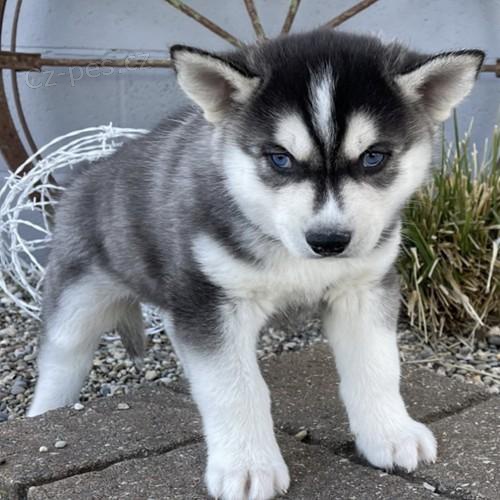 N�dhern� �t��ata sibi�sk�ho husky.