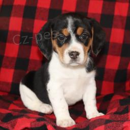 Super �t��ata b�gl�.