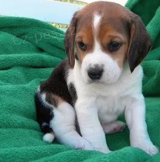 �t��ata Beagle k dispozici