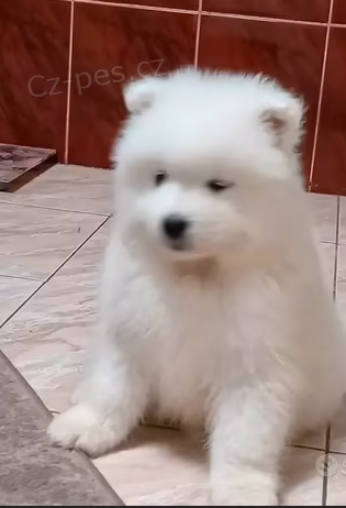 �t��ata Samojed k dispozici