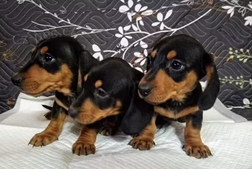 �t��ata Jezev��k  k dispozici