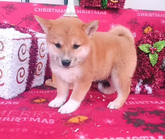 �t��ata Shiba Inu k dispozici