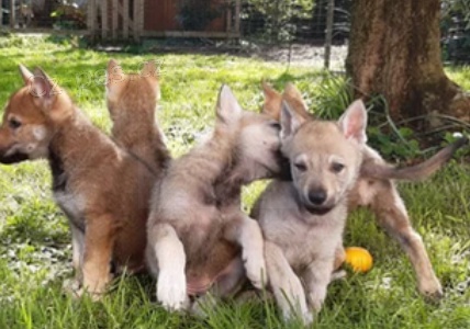 �t��ata �eskoslovensk� vl��k  k dispozici