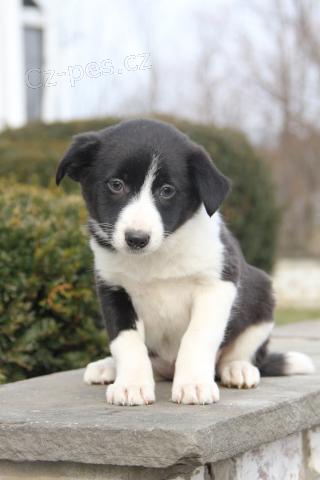 �t��ata Border kolie k dispozici