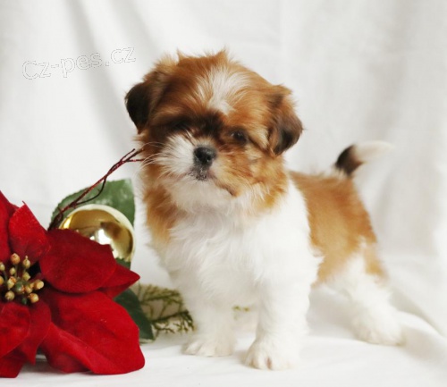 �t��ata Shih Tzu k dispozici
