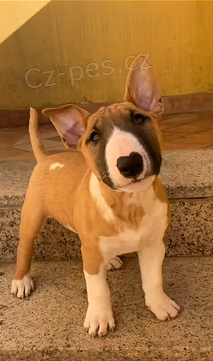 �t��ata Bullterrier k dispozici