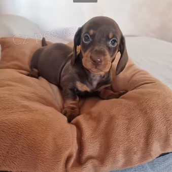 �t��ata Jezev��k  k dispozici