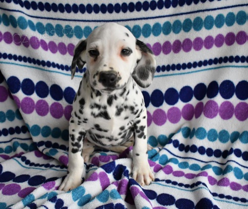 �t��ata Dalmatin k dispozici