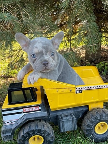 �t��ata Francouzsk� buldo�ek k dispozici