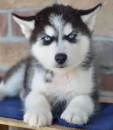 �t��ata Sibi�sk� husky k dispozici
