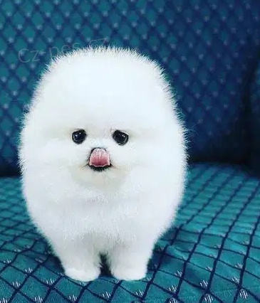 �t��ata Pom�rania k dispozici