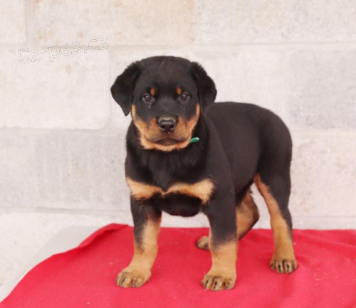 �t��ata Rotvajler k dispozici