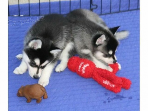 �t��ata sibi�sk�ho husky.