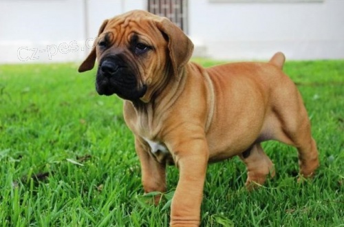 Boerboel �t��ata.