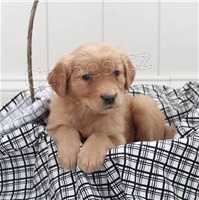 �t��ata zlat�ho retr�vra.