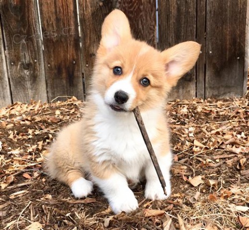 K dispozici �t���tka Corgi.