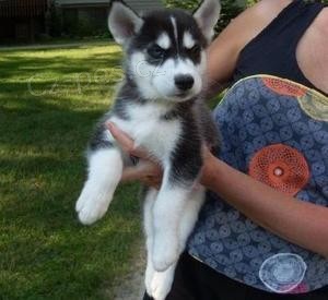 �t��ata sibi�sk�ho husky.