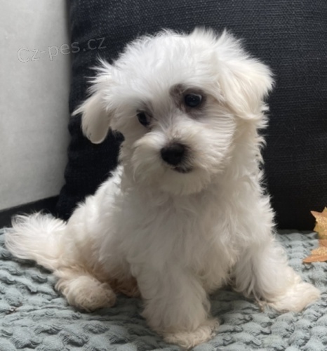 Maltsk� �t��ata.