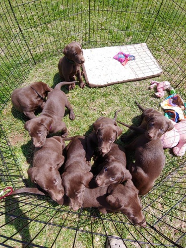 �okol�dov� labradorsk� �t��ata.