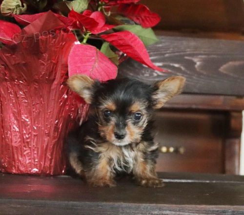 �t��ata Yorkshirsk�ho teri�ra.