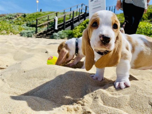 �t��ata Basset Hound.