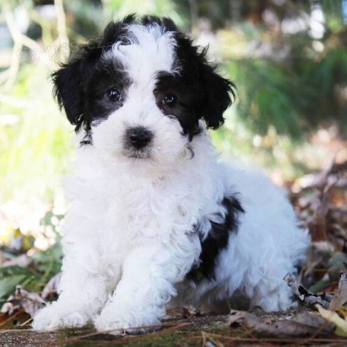 �t��ata pudla na prodej. �t���tka jsou v�echna o�kovan� a od�erven�.