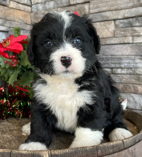 �t���tka Bernedoodle k ADOPCI.