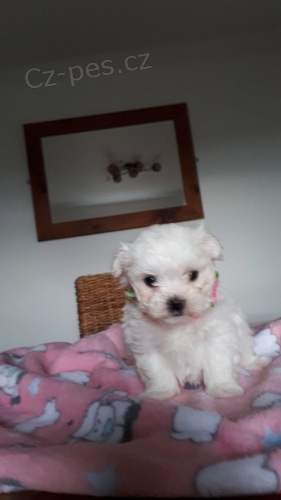 �t��ata bi�onka k adopci.