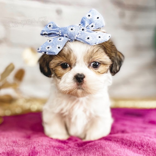 �t��ata SHIH TZU k adopci