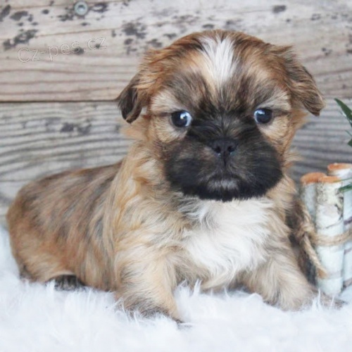 �t��ata SHIH TZU k adopci