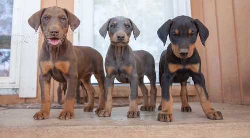 �t��ata dobrmana k adopci.