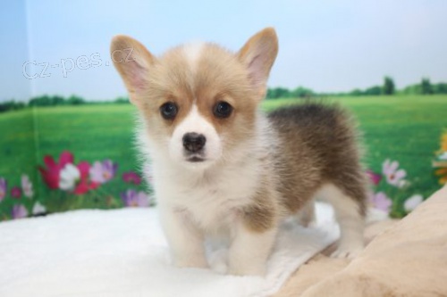 �t��ata Pembroke Welsh Corgi k adopci