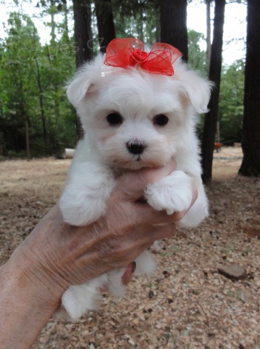 O�KOVAN� �t���tka mini malt�z��ek k adopci