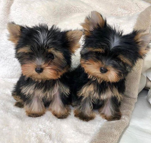 Rozko�n� �t��ata Yorkie.