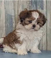 Kr�sn� shih Tzu �t���tka.