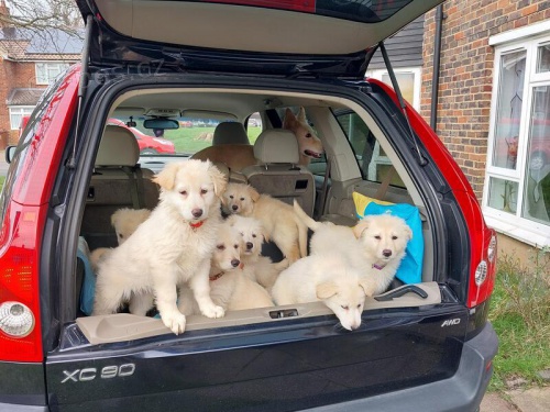 B�l� n�meck� �t��ata Shepperd.