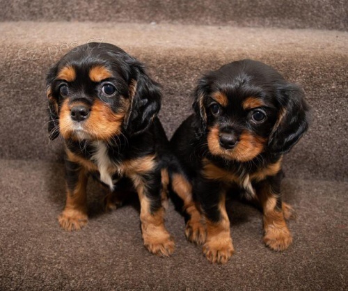 Kaval�r King Charles �pan�l�.