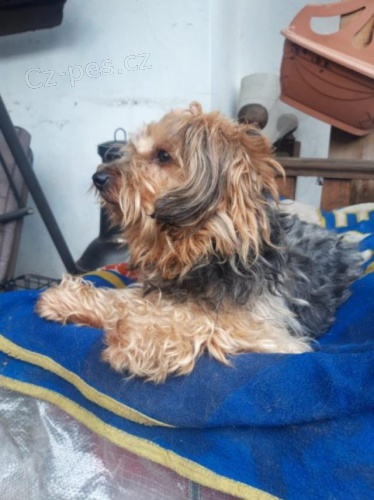 �t��ata Yorkie teri�ra.