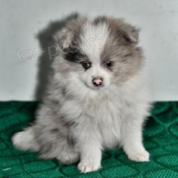 Pomeransk� �t��ata.