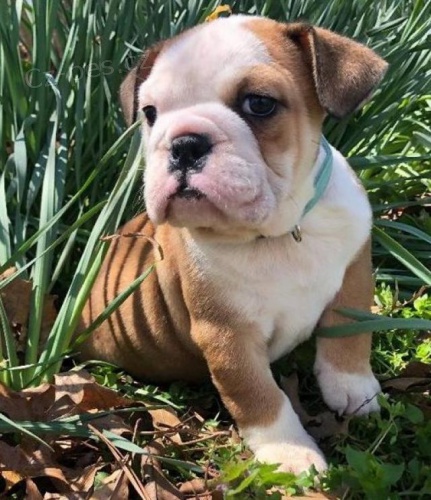 Roztomil� �t��ata anglick�ho buldo�ka.